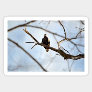 Juvenile Bald Eagle Sticker